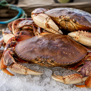 Dungeness Crab