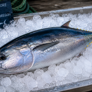 Albacore Tuna
